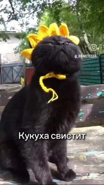 чудо-кот #shorts