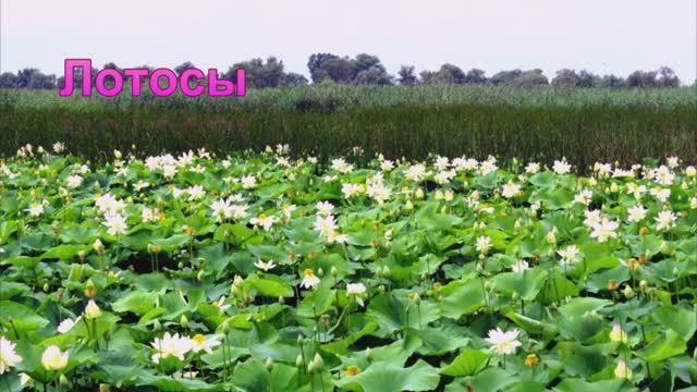 Лотос