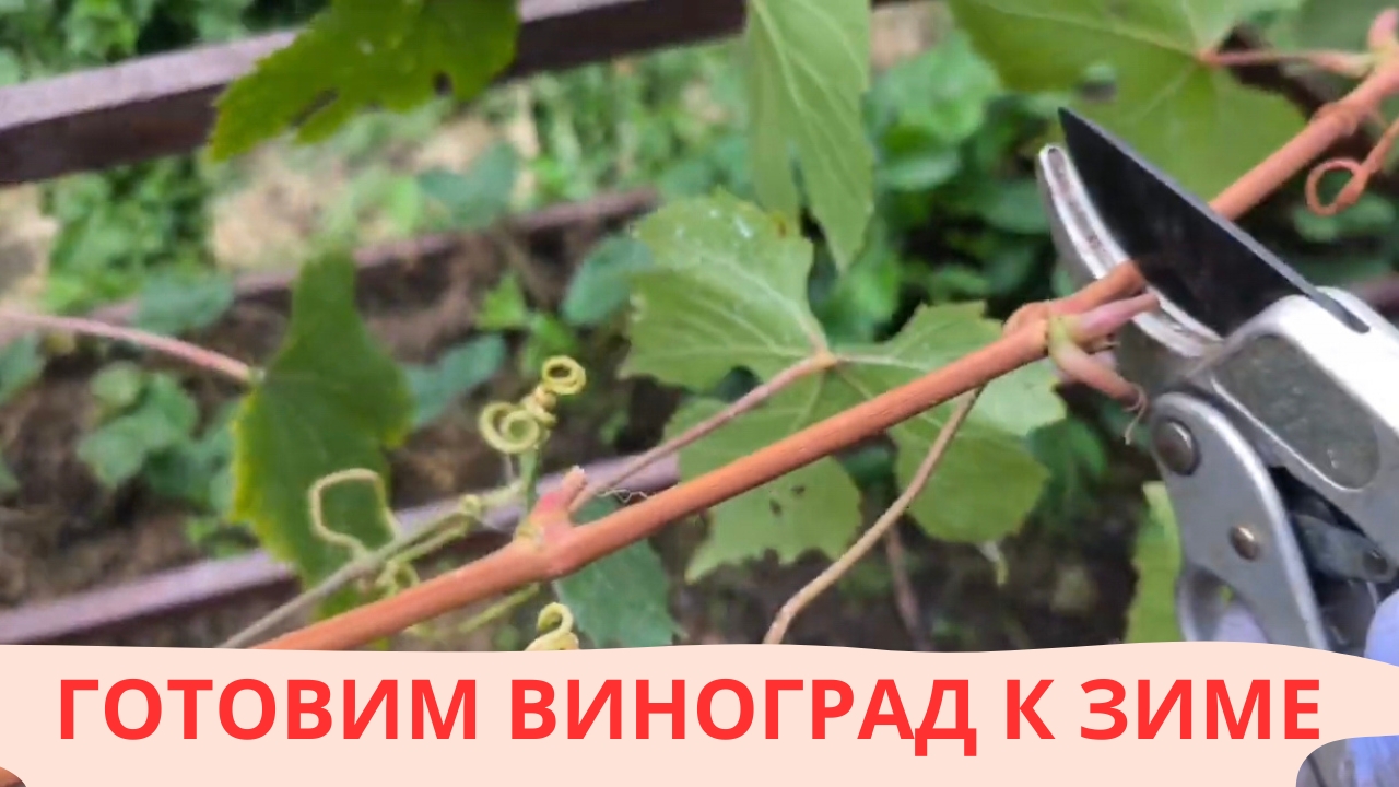 ОСЕННЯЯ ОБРЕЗКА ВИНОГРАДА / ЯРОСЛАВСКАЯ ОБЛАСТЬ