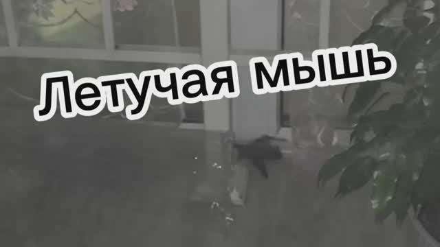 К нам на балкон залетела летучая мышь. Боимся всей семьей.