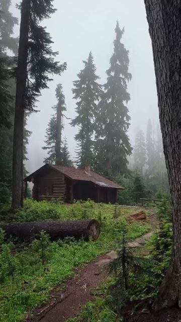 Лес