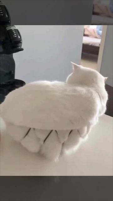 Доказательство того, что коты - это жидкость😉