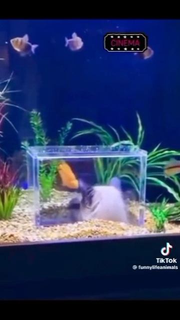 YouCut_20251010_211021228.mp4