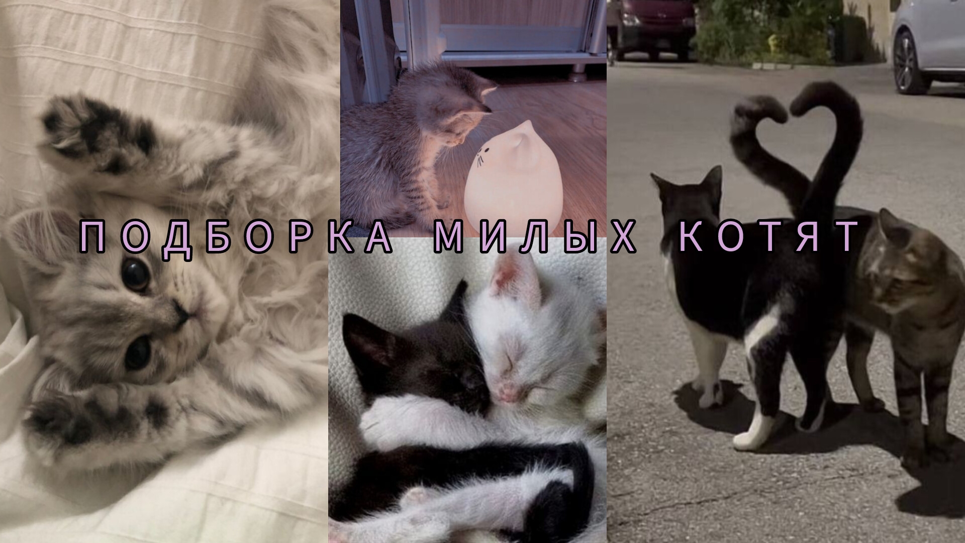 ПОДБОРКА МИЛЫХ КОТЯТ 😺 🫂🍵
