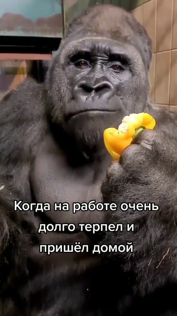 ●●•••