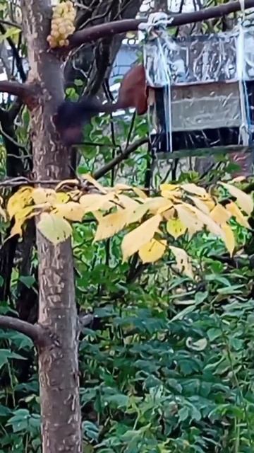 09.10.25. белочка пьёт воду из поилки, белочка в кормушке ест семечки