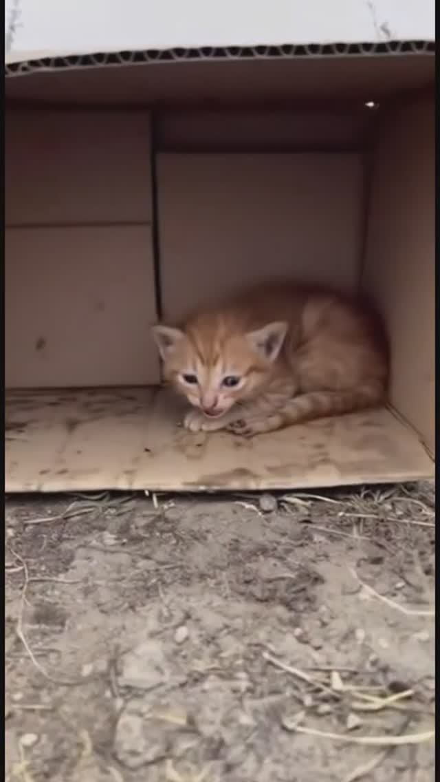Спасли маленького котенка на обочине дороги