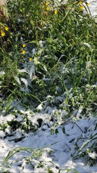 Первый снег