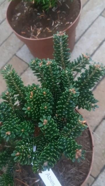 ❤🌲Пихта корейская Оберон
✔Продажа растений в телеграм канале:
Https://t.me/love_is_hvoiny_dvorik
🚛🪴О