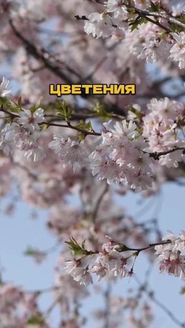 Делайте ЭТО - и ваш сад отблагодарит! 🌸🍎