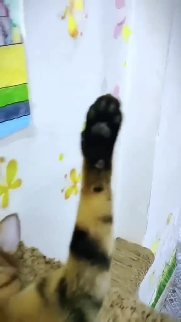 #cats #шуткизжизни #смешныеживотные #happypet #смешныешутки #юмористическоевидео #приколыдня #пуш...