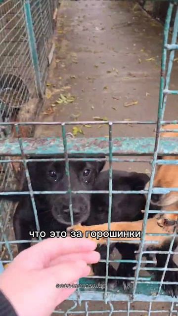Горошинки любого размера и эмоций