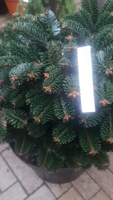 ❤🌲Пихта Добричовиц
✔Продажа растений в телеграм канале:
Https://t.me/love_is_hvoiny_dvorik
🚛🪴Отправк