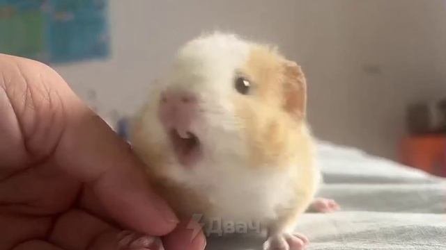 Сверхмилота - так пищит морская свинка! 🤗