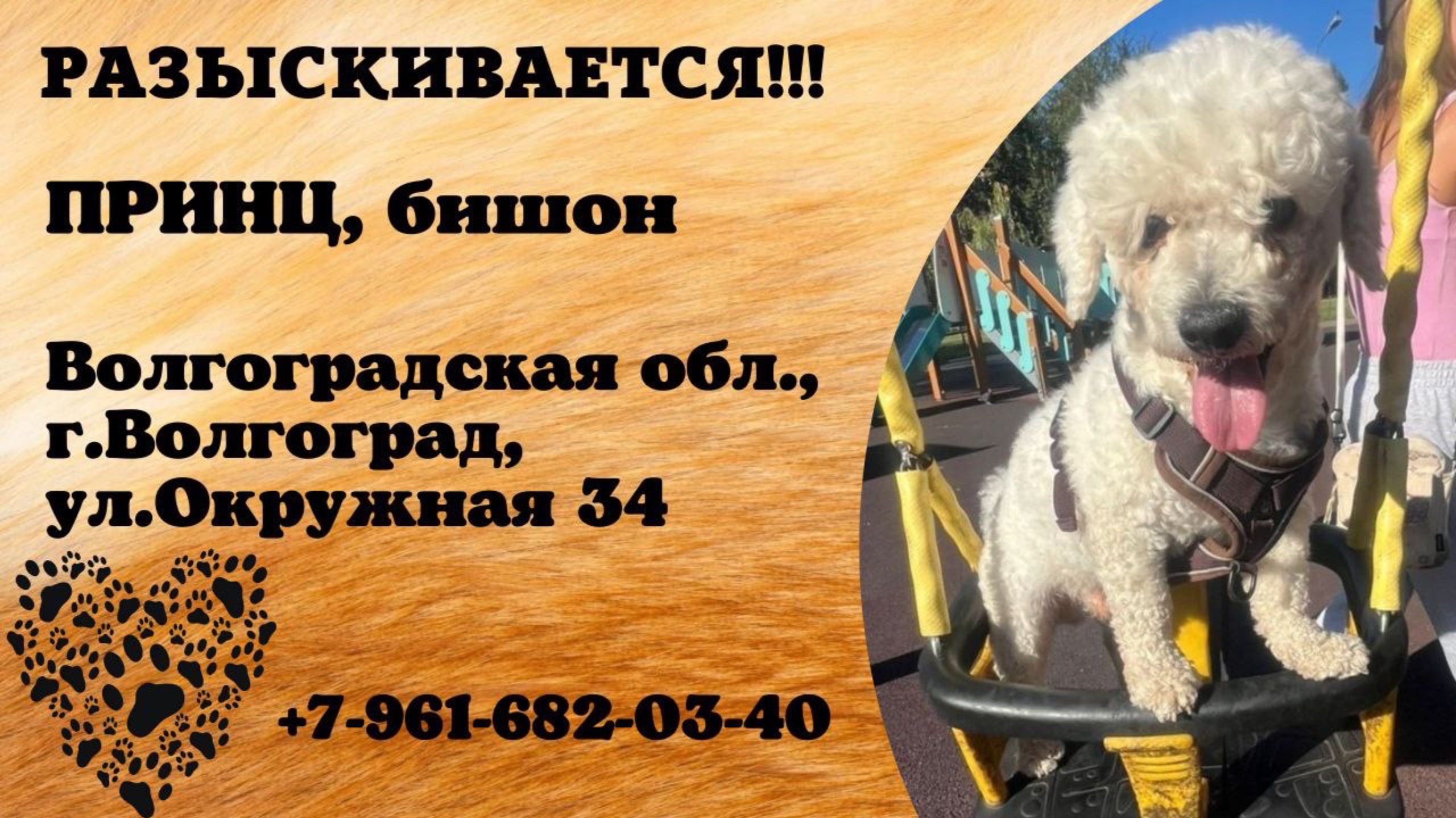 Пропала собака! ПРИНЦ, Бишон. Волгоградская обл., г.Волгоград.