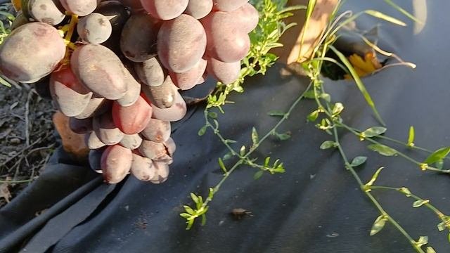 Обзор прививок. Продолжение