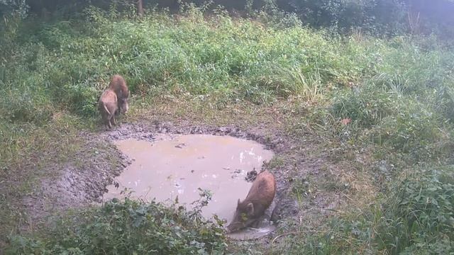 Кабаны видео фото ловушки