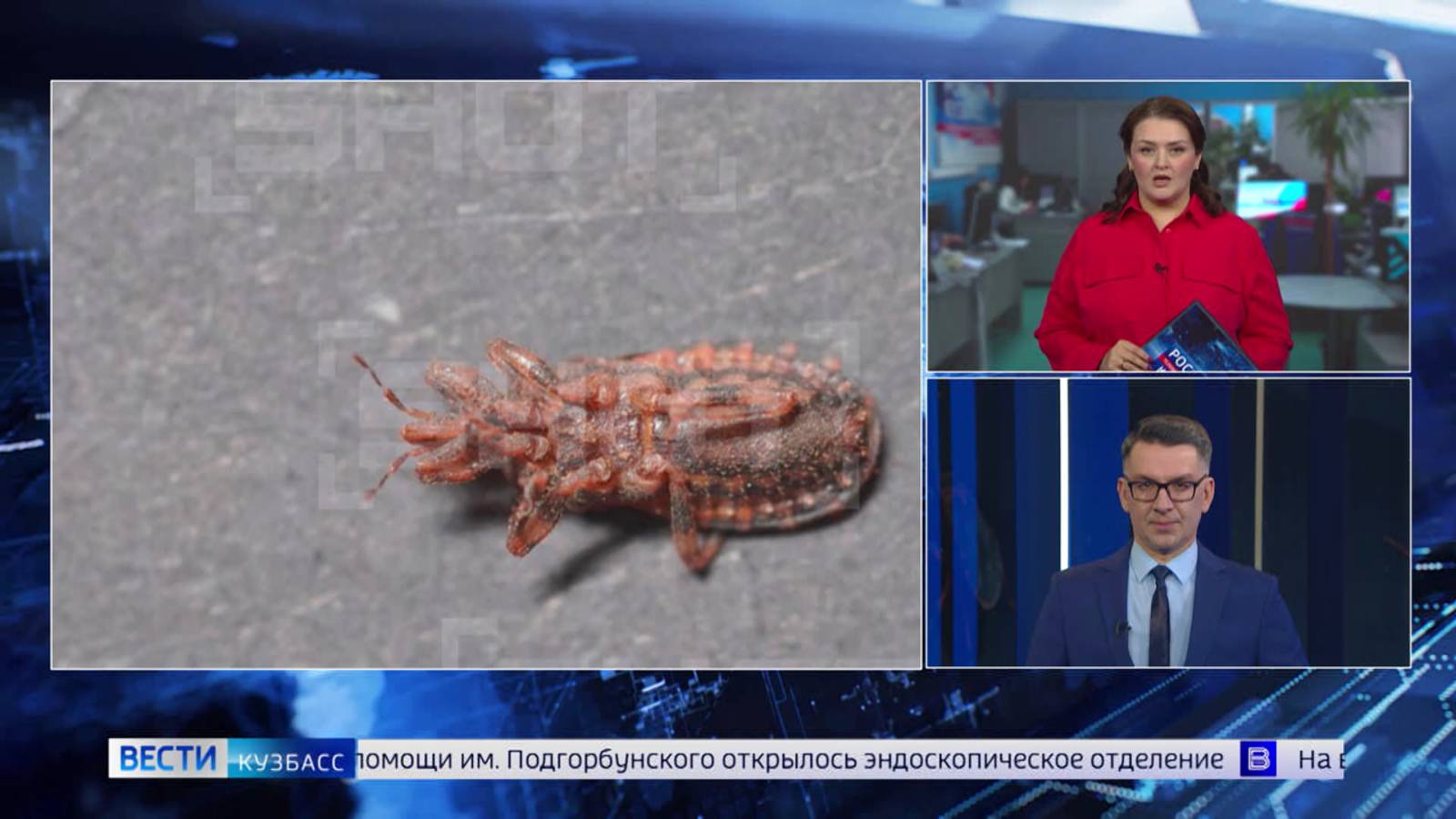 Ласковый убийца: кузбассовцам рассказали о хищных клопах из тёплых стран