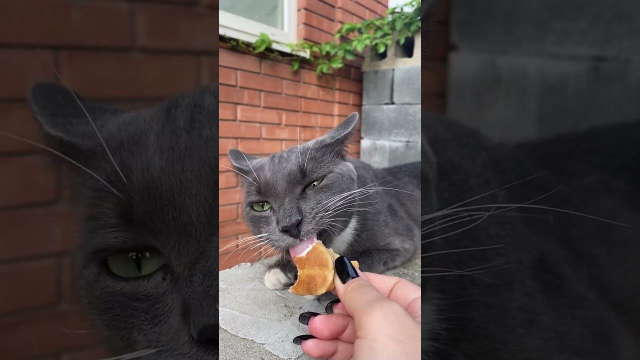 Котик и мороженое #кот #котики #шортс #shots #cat #cats