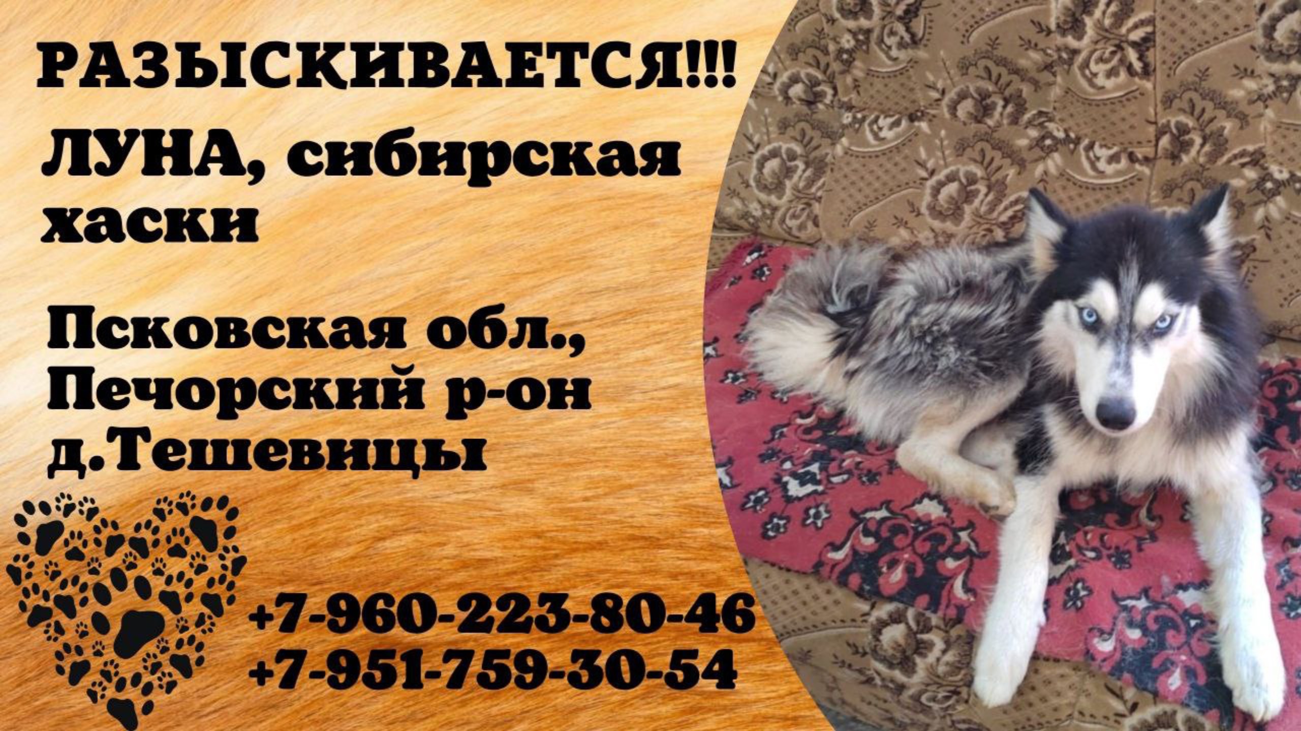 Пропала собака! ЛУНА, сибирская хаски. Псковская обл., Печорский р-н, д.Тешевицы.
