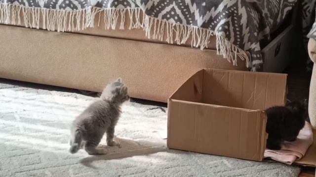 Котята в добрые руки 2