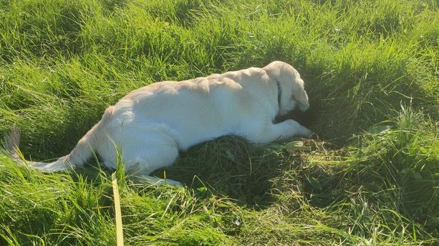 Норки VID_20250929_155350