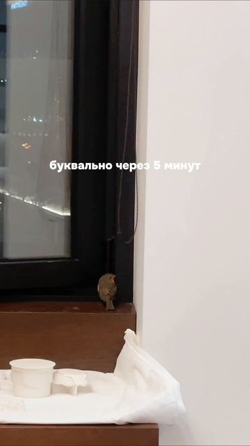 сны при температуре 39🌚