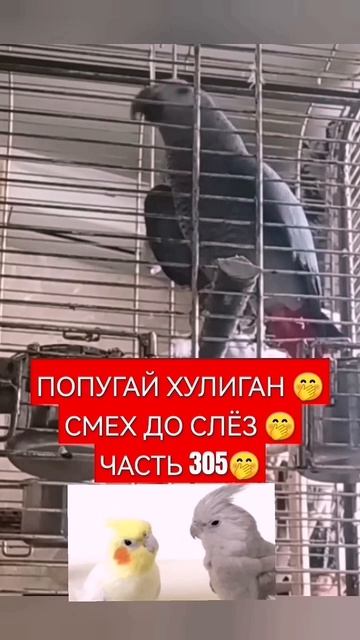 ЮЛЬКА ВОТ КРЫСА 🙃 СМЕХ СЛЁЗ 124 🙏
