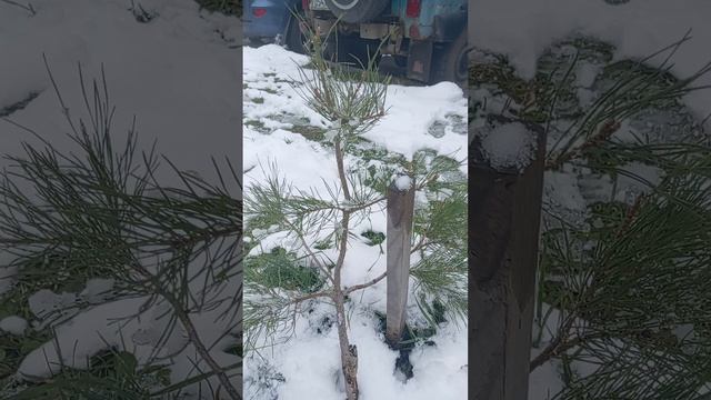 Показал свою сосну. Ей 4 года