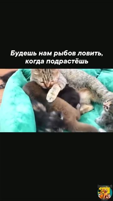 Клип @meowtaverse