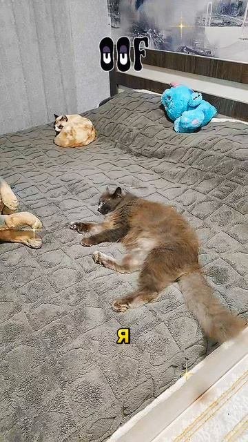 😹😹😹😹😹😹