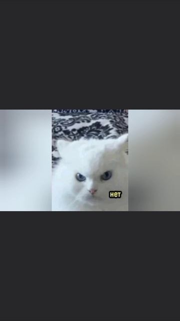 приколы с котиками