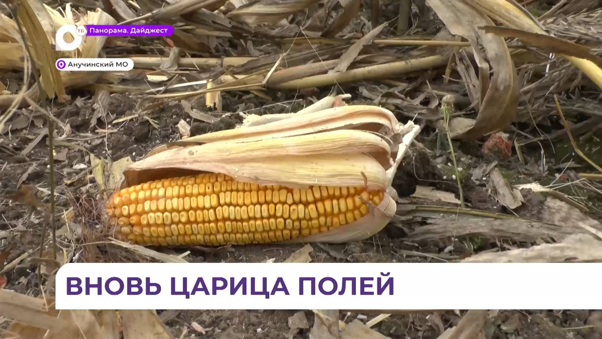 В Анучинском районе приступили к уборке кукурузы