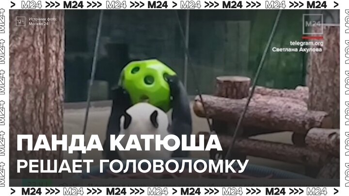 Московский зоопарк показал, как панда Катюша разобралась с головоломкой - Москва 24