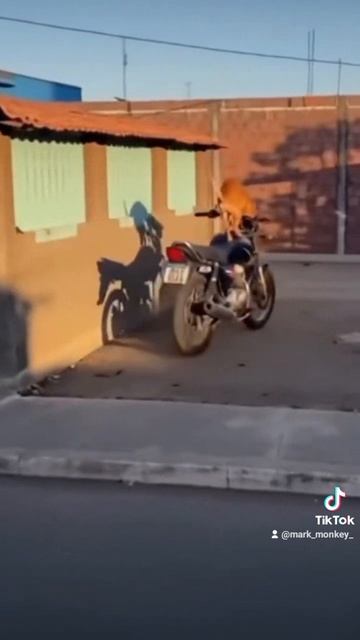 Perro Manejando Moto 🛵 🐕😳. #fyp #mascotas #dog #videoviral #viral #doglover #doglife #motos #moto