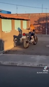 Perro manejando moto 🛵 🐕😳. #fyp #mascotas #dog #videoviral #viral #doglover #doglife #motos #moto