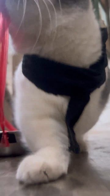 Мяу2