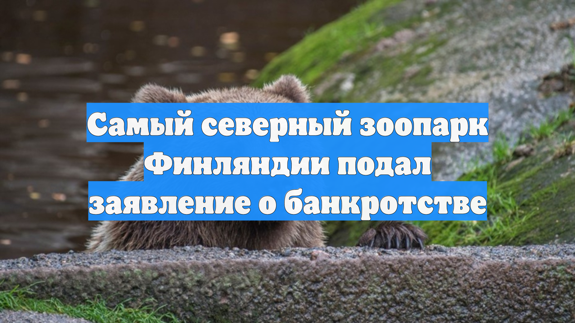 Самый северный зоопарк Финляндии подал заявление о банкротстве