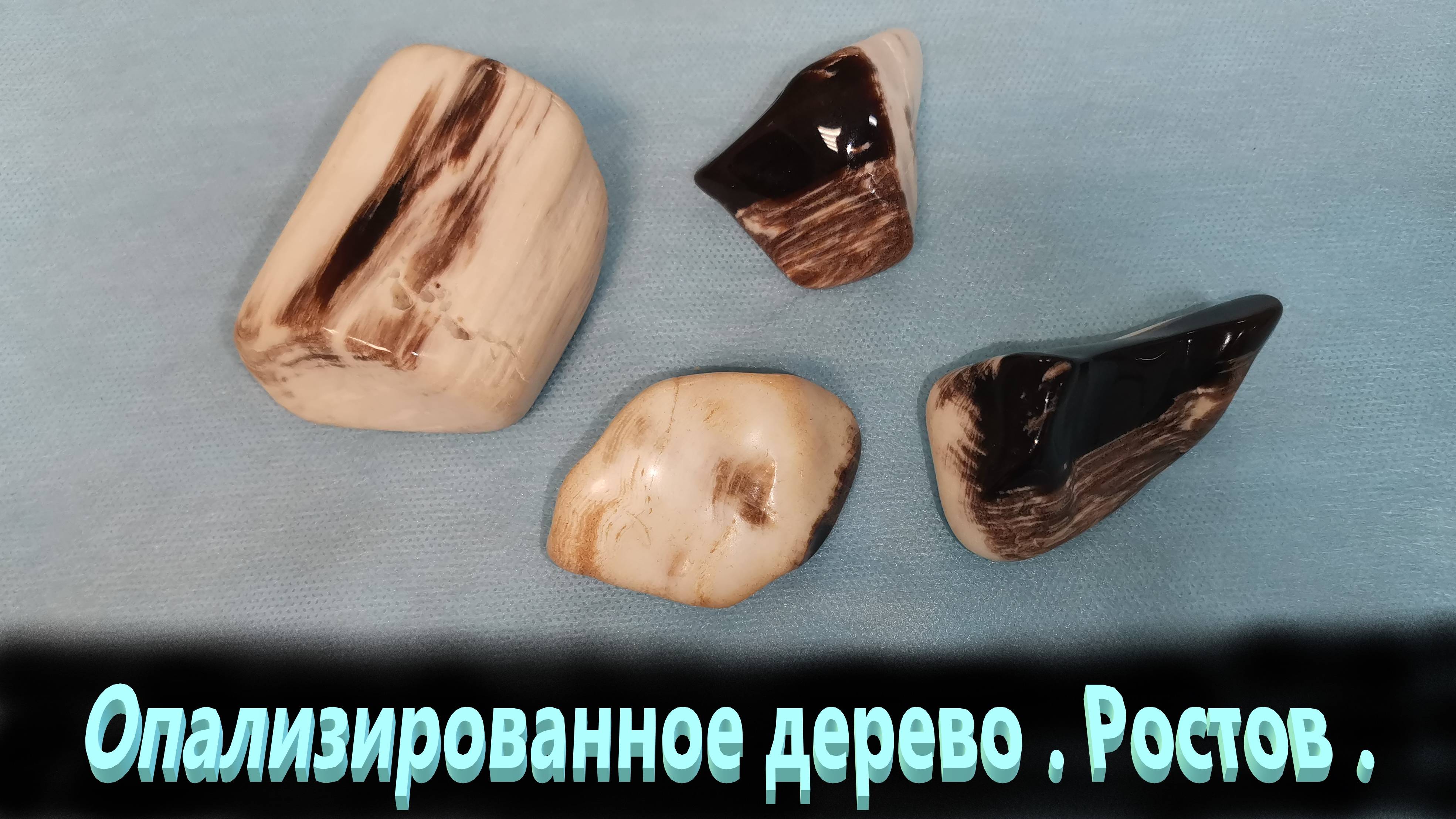 Опализированное дерево. Ростов. В магазин .