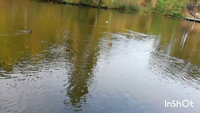 Уточки в пруду лесном