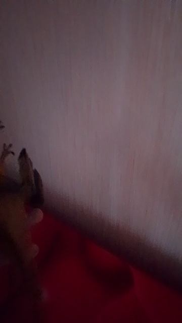 мой новый дилофозавр