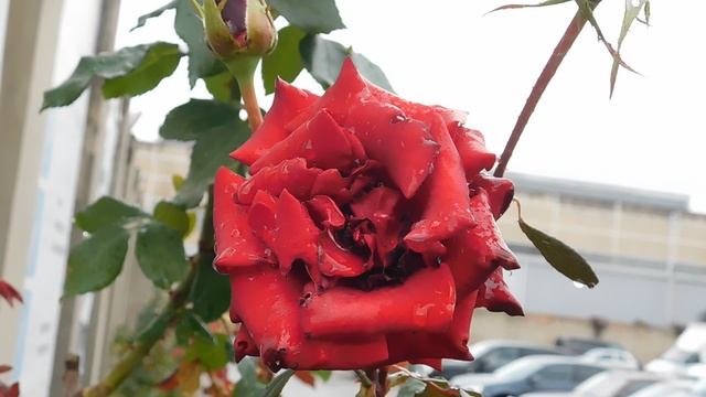 09=10=2025 ник ПВН (79)