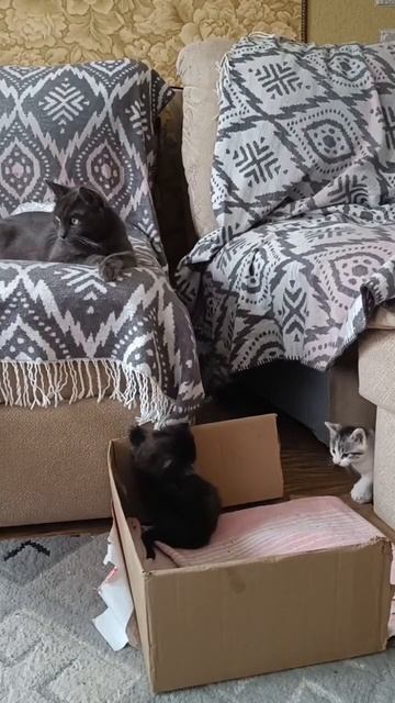Котята в добрые руки