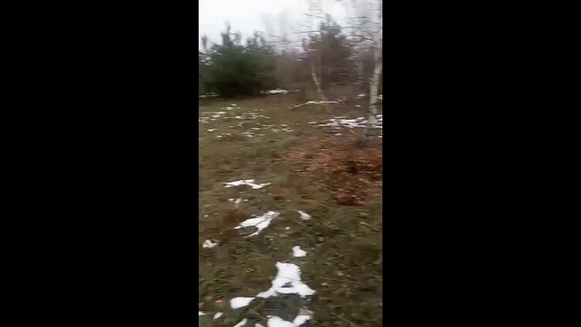 Утро на пастбище,10.10.25