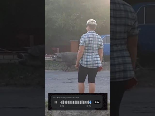 #шортс #shots #поросёнок