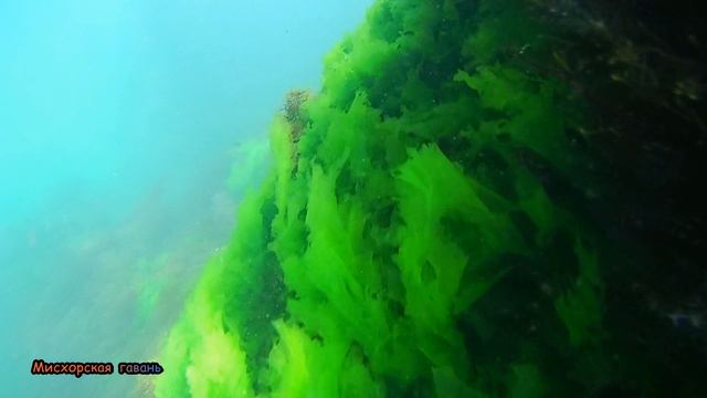 Ялта отдых на море дайвинг Приморский парк Лето #searuss #мисхорскаягавань