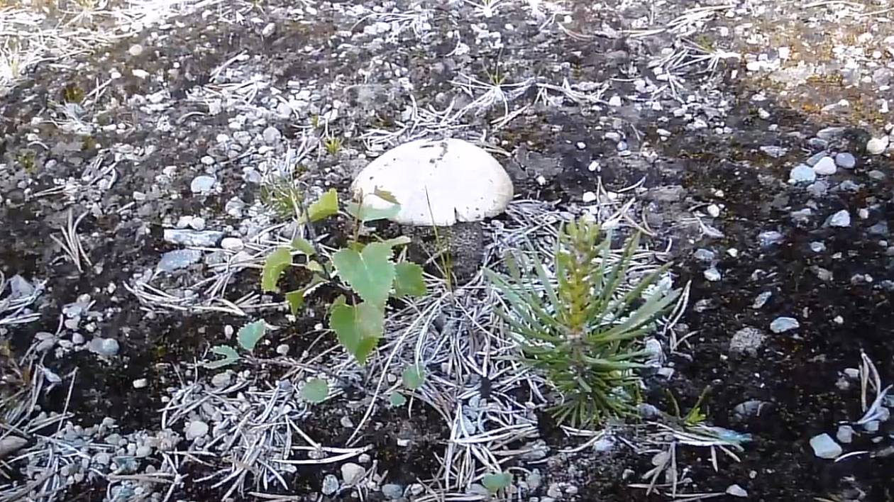 Растительное содружество. Это просто интересно.