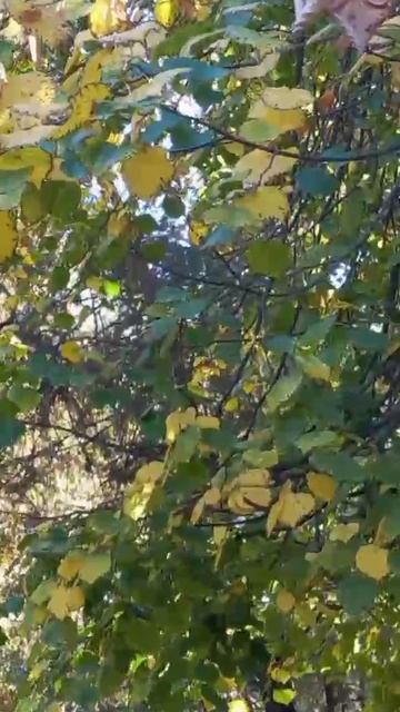 VID_20251009_213709_414.mp4