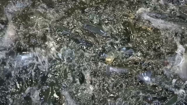 1000084896.mp4