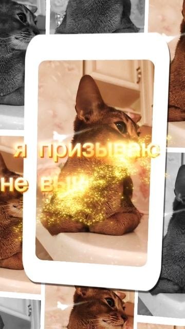 Несмотря на все сложности, я призываю не выкидывать больных животных или если это стало дорого